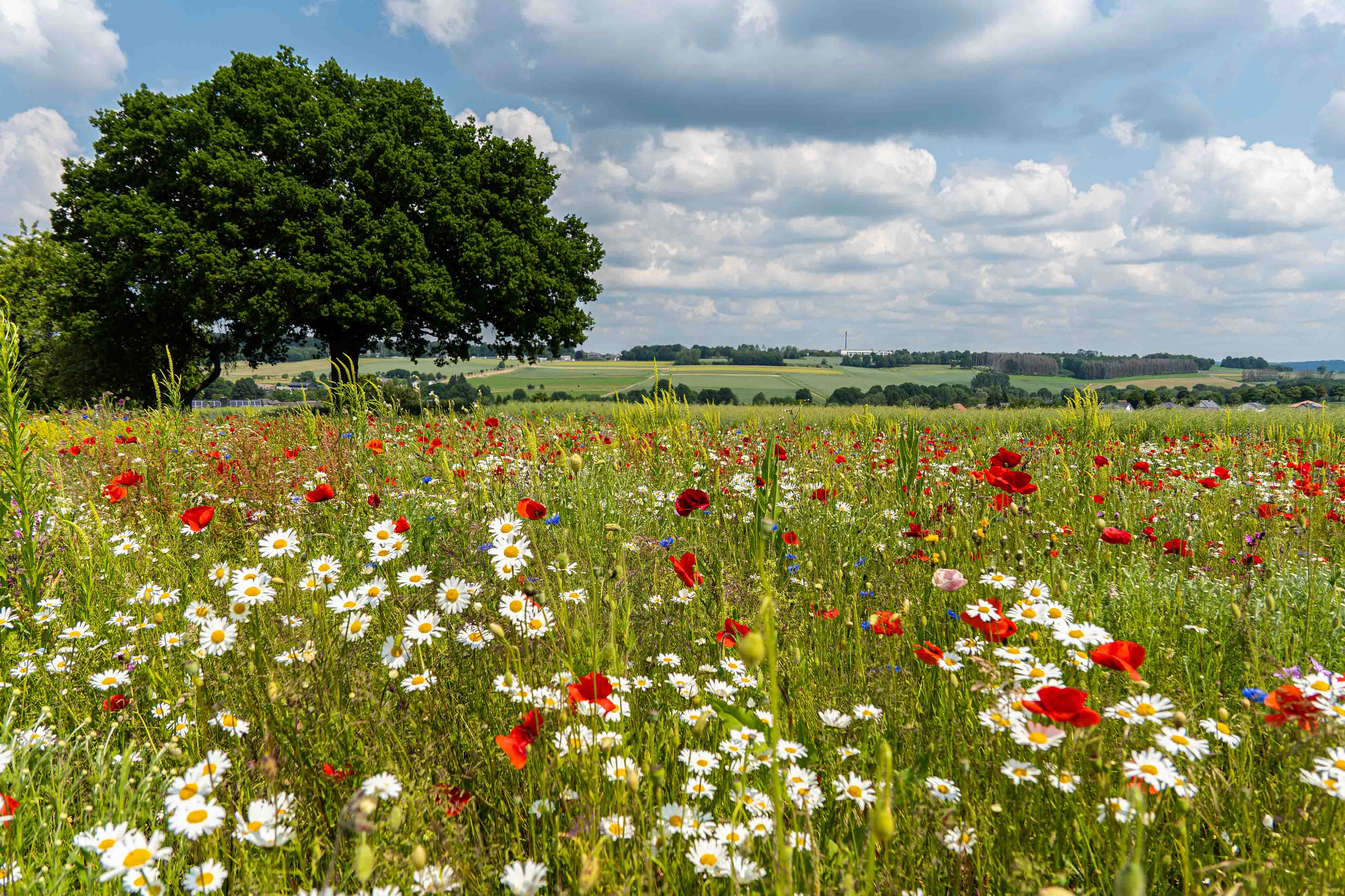 Landschaft Hattert